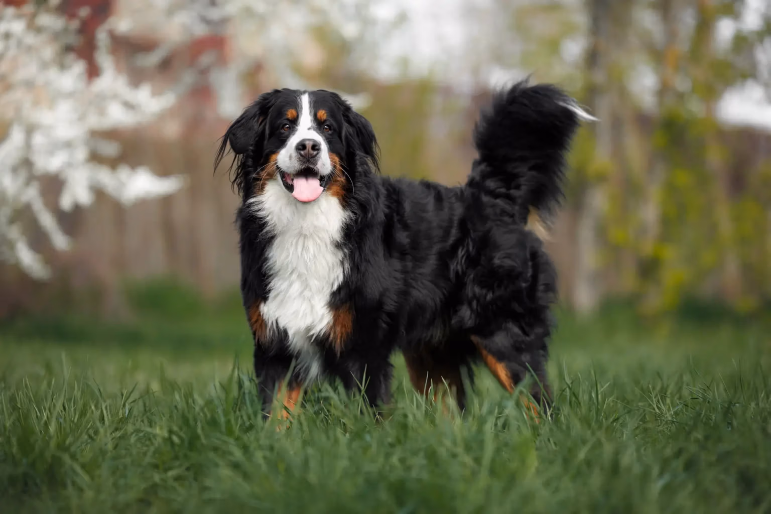 Black and white large dog in an open field.
